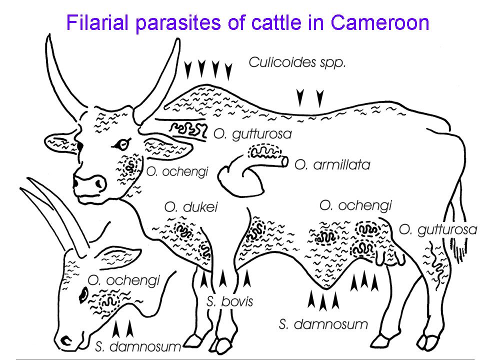 Cattle-filarial-parasites