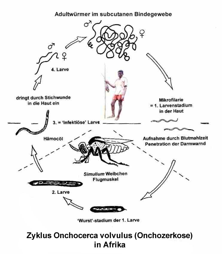 ONCHOZYK neu