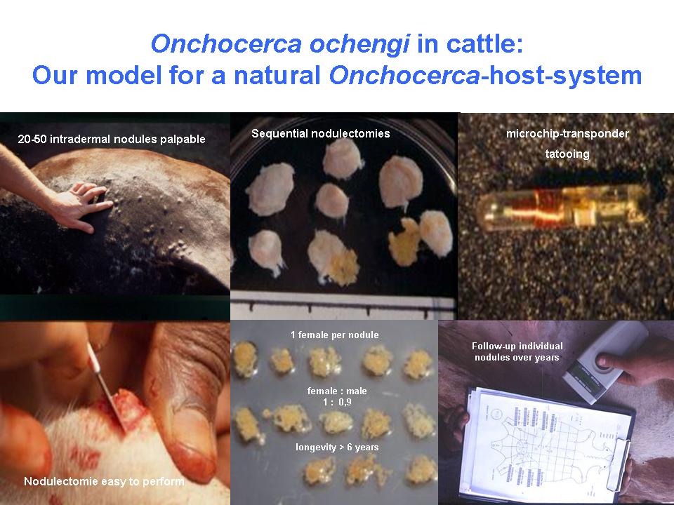 Onchocerca-ochengi-model