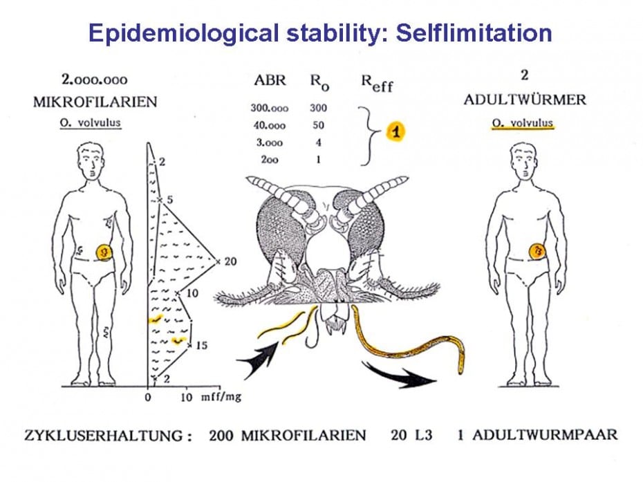 Ro and Reff: Density-dependent self-limitation of worm population (A. Renz)