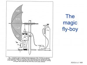 magic-flyboy-simulium-damnosum-a-renz-2