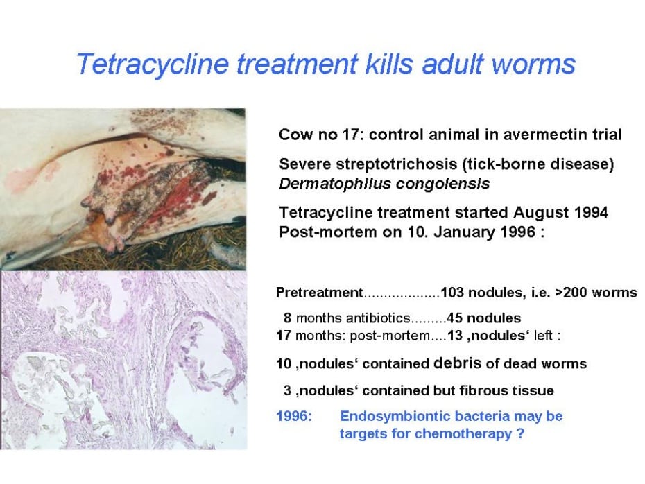 Tetracycline kills Onchocerca worms! (A. Renz)