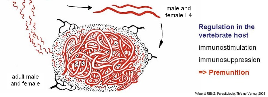 male-and-female-L4-adult-worms
