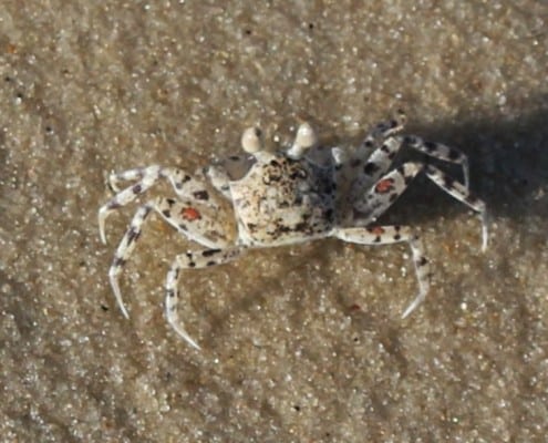 DFG Dar es Salaam 2014 01 White Sands Beach Hotel crab