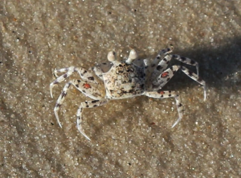 DFG Dar es Salaam 2014 01 White Sands Beach Hotel crab