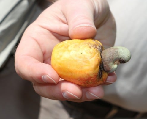 DFG Dar es Salaam 2014 Bagamoyo-Keshaw-nut