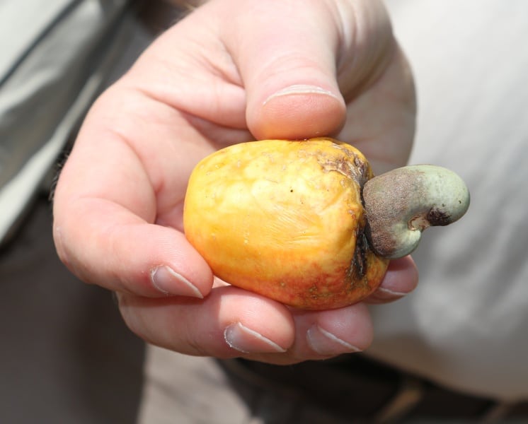 DFG Dar es Salaam 2014 Bagamoyo-Keshaw-nut