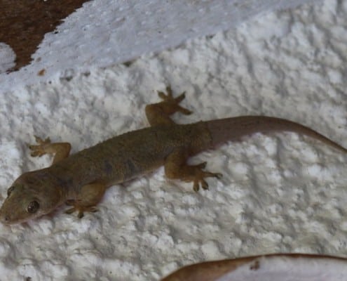 DFG Dar es Salaam 2014 Morogoro-gecko