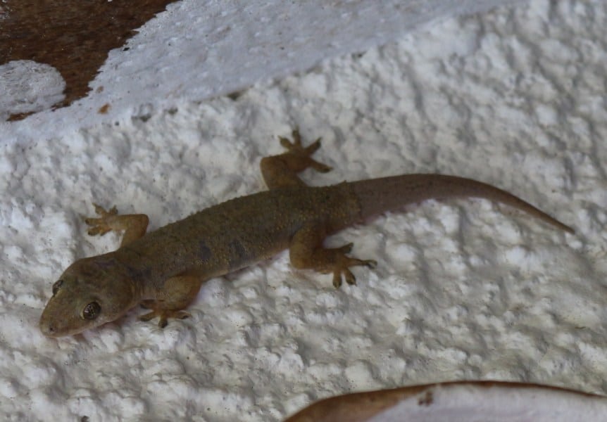 DFG Dar es Salaam 2014 Morogoro-gecko