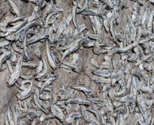 DFG Dar es Salaam 2014 Zanzibar-fish