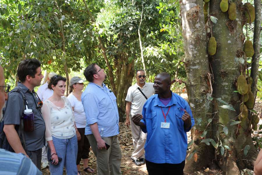 DFG Dar es Salaam 2014 Zanzibar -plantation-2-jackfruit-tree