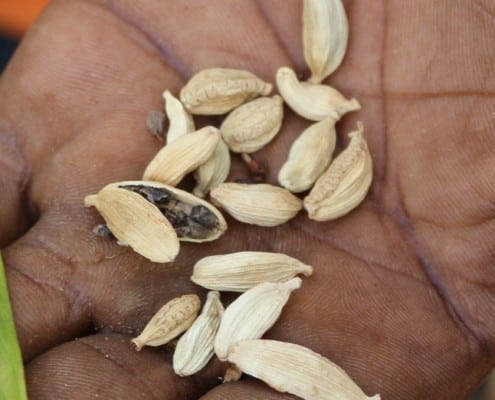DFG Dar es Salaam 2014 Zanzibar -plantation-cardomon-2