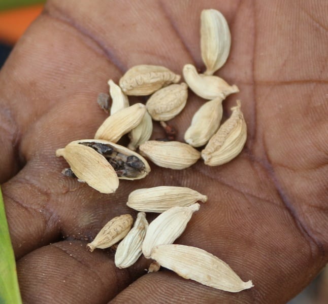 DFG Dar es Salaam 2014 Zanzibar -plantation-cardomon-2