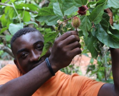 DFG Dar es Salaam 2014 Zanzibar -plantation-color-tree