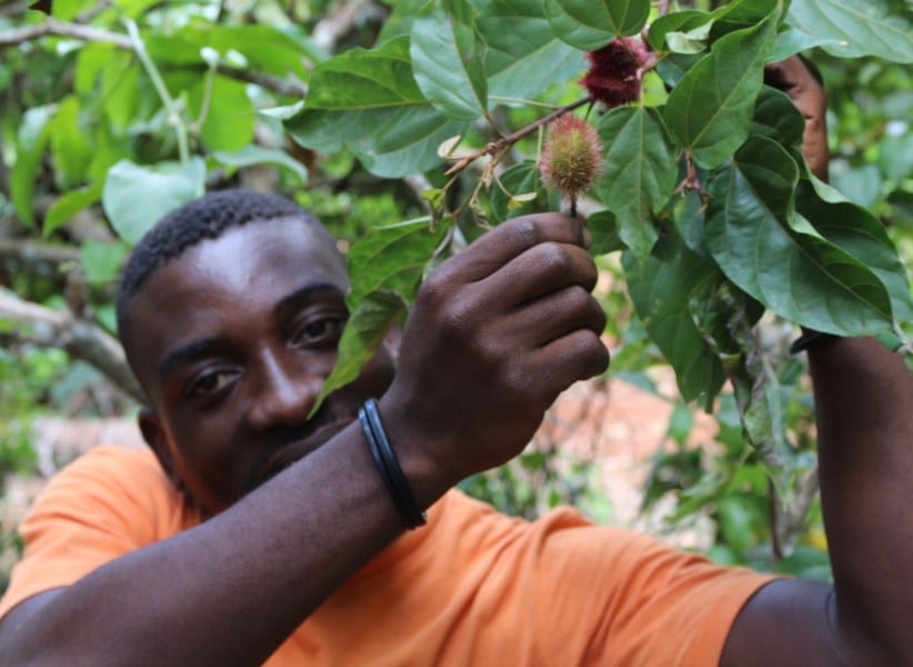 DFG Dar es Salaam 2014 Zanzibar -plantation-color-tree