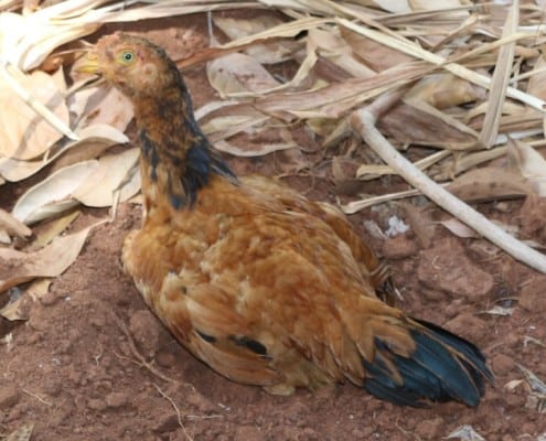 DFG Dar es Salaam 2014 Zanzibar -plantation-fowl