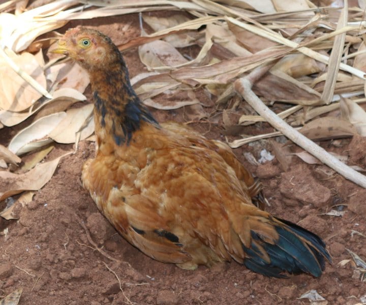 DFG Dar es Salaam 2014 Zanzibar -plantation-fowl