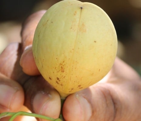 DFG Dar es Salaam 2014 Zanzibar -plantation-muskat