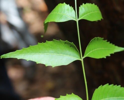 DFG Dar es Salaam 2014 Zanzibar -plantation-neem-tree-leaf