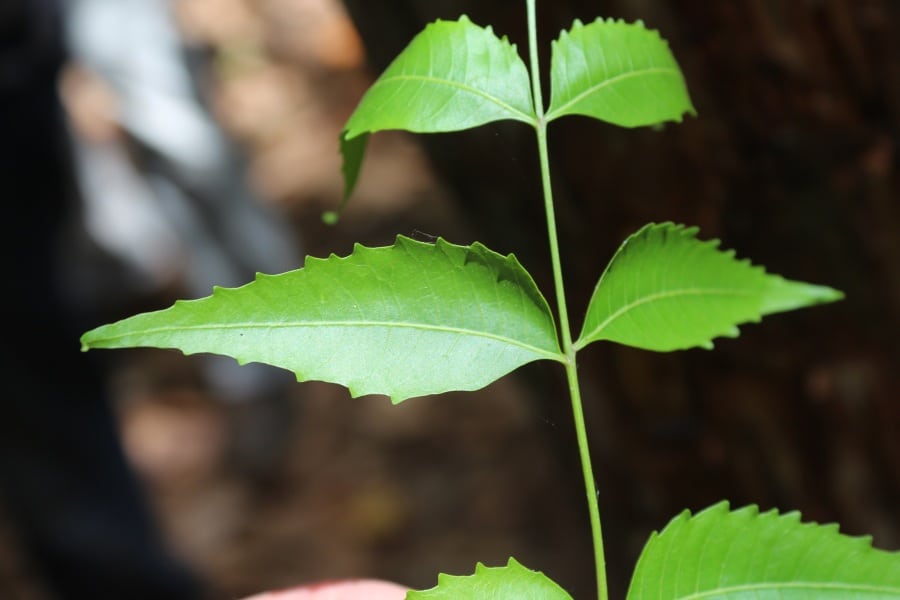 DFG Dar es Salaam 2014 Zanzibar -plantation-neem-tree-leaf