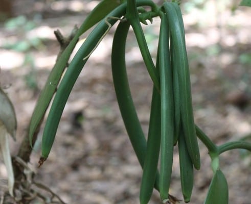 DFG Dar es Salaam 2014 Zanzibar -plantation-vanilla