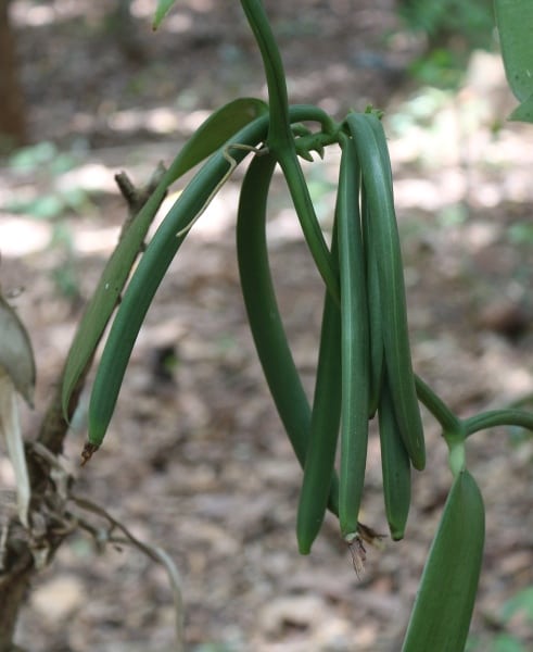 DFG Dar es Salaam 2014 Zanzibar -plantation-vanilla