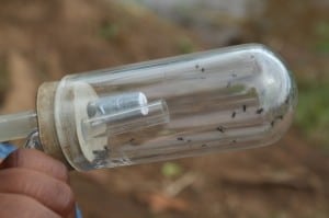 Bamenda Menchum valley - Clarissa -flies caught