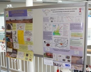 Poster-1