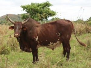 DFG-bull