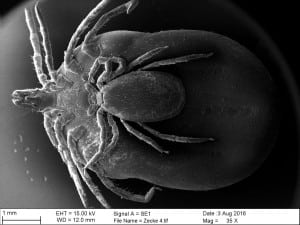 ixodes-ricinus-from-deer-male-and-female-ticks