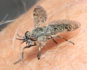 Tabanid-fly-2